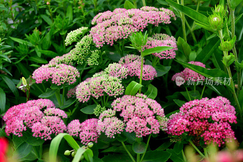 Hylotelephium spectabile / Hylotelephium / Showy stoneccrop / Live-forever / Ice plant